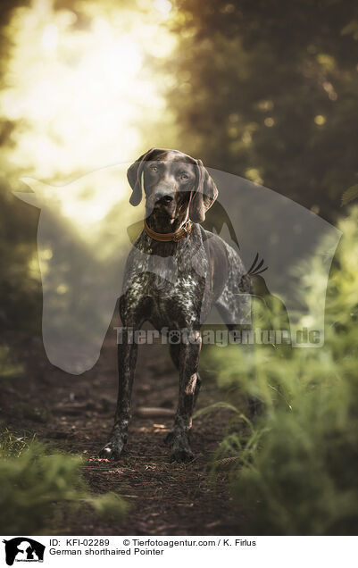 Deutsch Kurzhaar / German shorthaired Pointer / KFI-02289