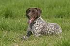 German Shorthaired Pointer