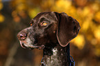 German Shorthaired Pointer