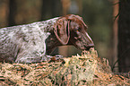 German shorthaired Pointer