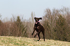 running German shorthaired Pointer