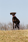 running German shorthaired Pointer