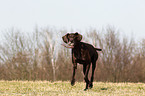 playing German shorthaired Pointer