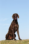 sitting German shorthaired Pointer