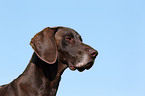 German shorthaired Pointer Portrait