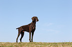 German shorthaired Pointer