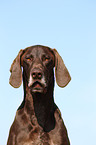 German shorthaired Pointer Portrait