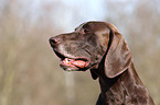 German shorthaired Pointer Portrait