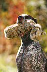 German shorthaired Pointer with dummy