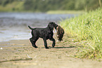 German shorthaired Pointer Puppy