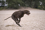 German shorthaired Pointer