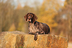 German shorthaired Pointer in autumn