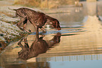 German shorthaired Pointer in autumn