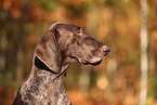 German shorthaired Pointer in autumn