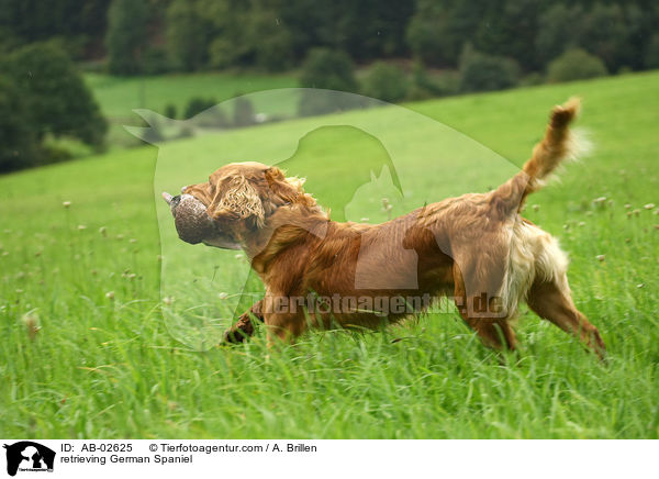 apportierender Deutscher Wachtelhund / retrieving German Spaniel / AB-02625
