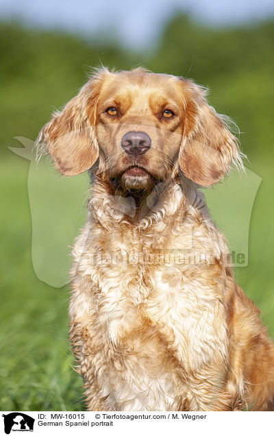 German Spaniel portrait / MW-16015