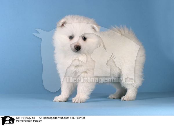 Pomeranian Puppy / RR-03258