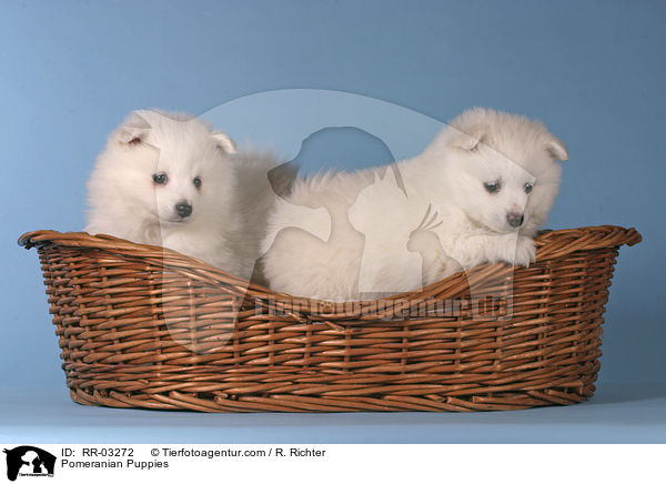 Pomeranian Puppies / RR-03272