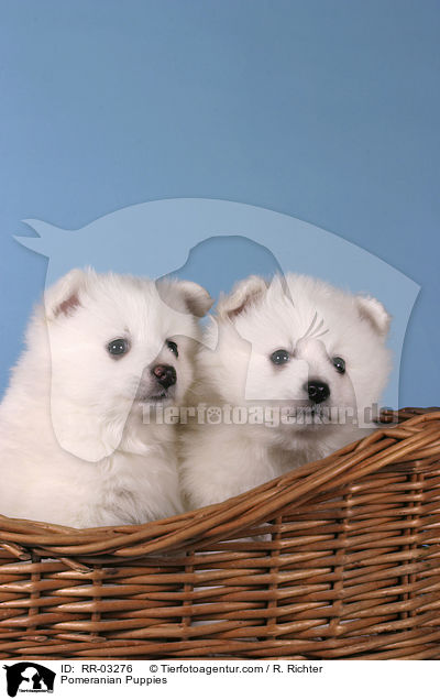 Pomeranian Puppies / RR-03276