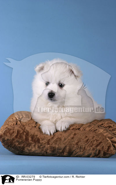 Spitz Welpe / Pomeranian Puppy / RR-03279