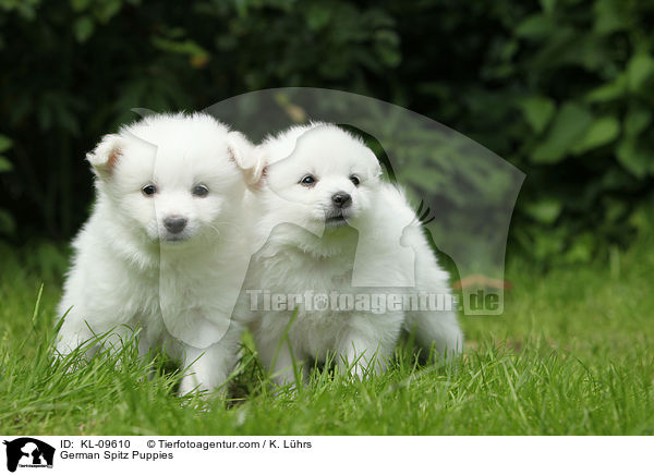 German Spitz Puppies / KL-09610