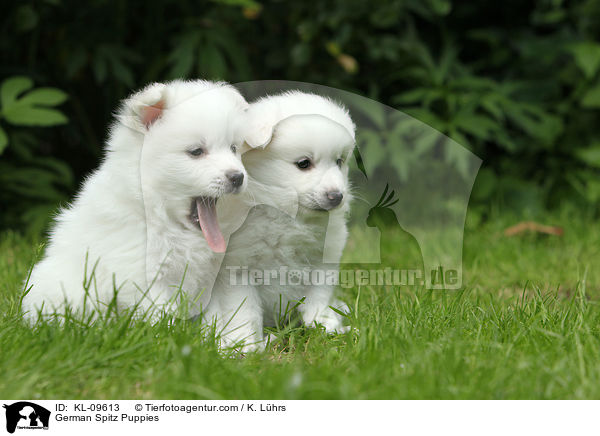 German Spitz Puppies / KL-09613