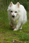 walking German Spitz