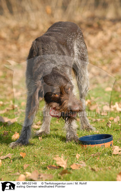 eating German wiredhaired Pointer / MR-02148