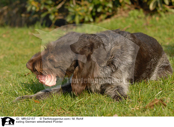 eating German wiredhaired Pointer / MR-02157