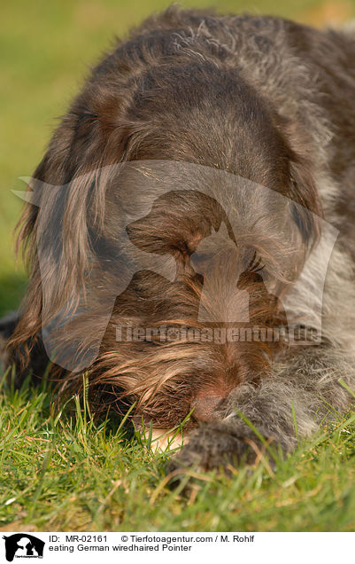 eating German wiredhaired Pointer / MR-02161