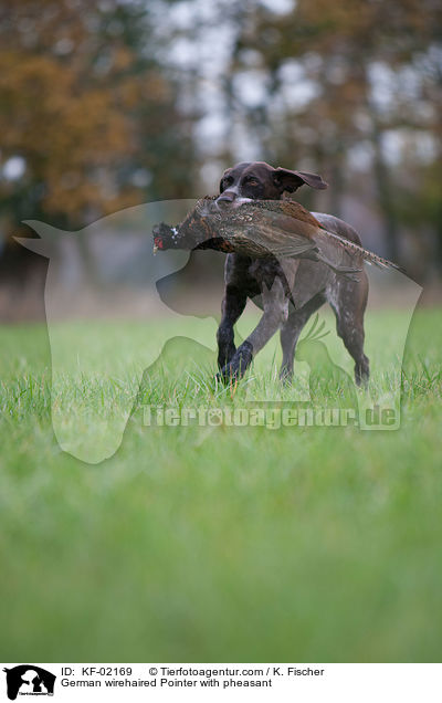 Deutsch Drahthaar mit Fasan / German wirehaired Pointer with pheasant / KF-02169