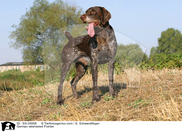 German wirehaired Pointer / SS-35668