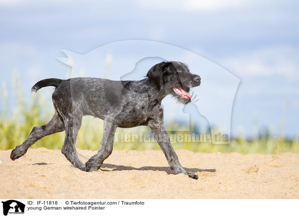 young German wirehaired Pointer / IF-11818