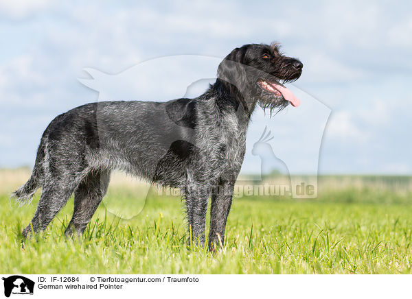 German wirehaired Pointer / IF-12684