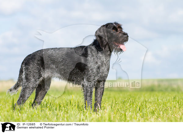 German wirehaired Pointer / IF-12685