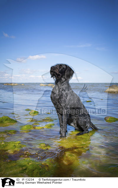 sitting German Wirehaired Pointer / IF-13234