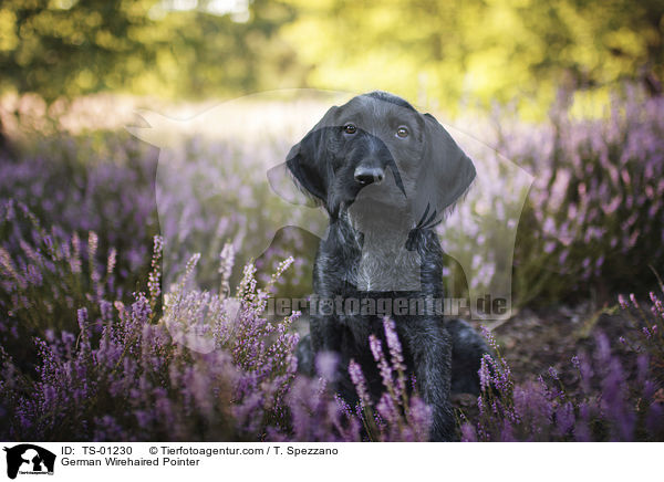 German Wirehaired Pointer / TS-01230