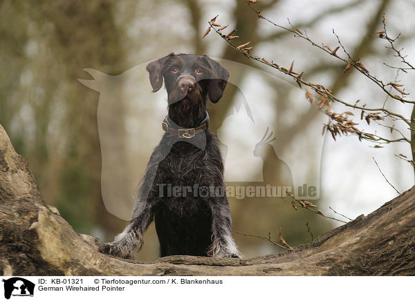 German Wirehaired Pointer / KB-01321