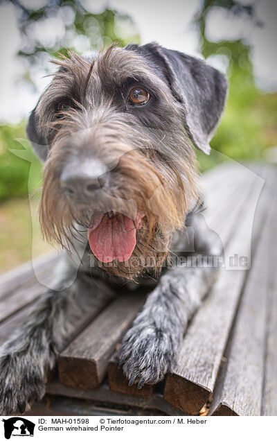 German wirehaired Pointer / MAH-01598