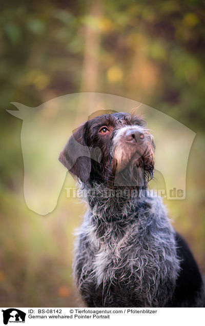 Deutsch Drahthaar Portrait / German wirehaired Pointer Portrait / BS-08142