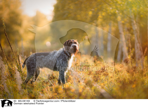 German wirehaired Pointer / BS-08148