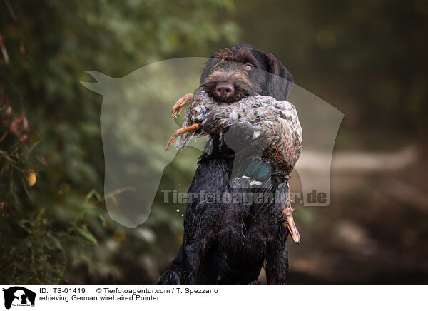 retrieving German wirehaired Pointer / TS-01419