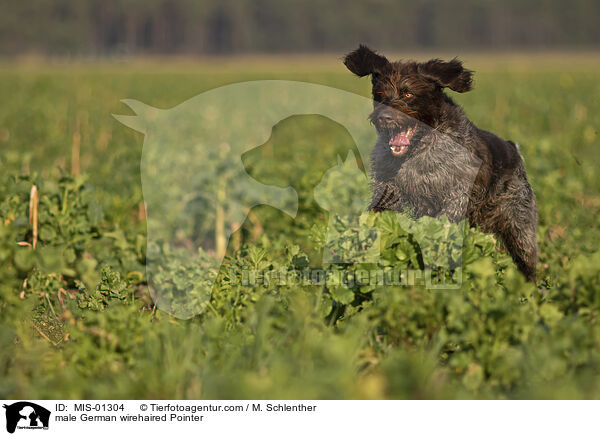 male German wirehaired Pointer / MIS-01304