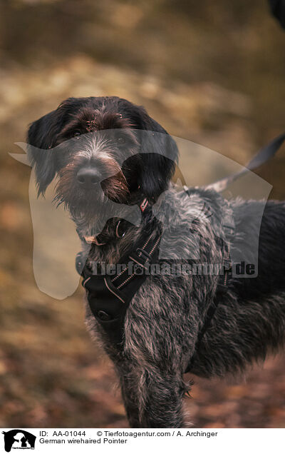 Deutsch Drahthaar / German wirehaired Pointer / AA-01044