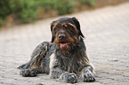 German wirehaired Pointer