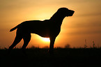 German Wirehaired Pointer