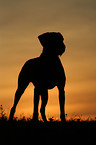 German Wirehaired Pointer