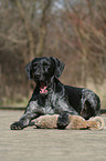 German Wirehaired Pointer