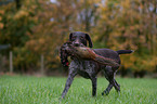 German wirehaired Pointer with pheasant