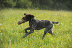 retrieving German wirehaired Pointer